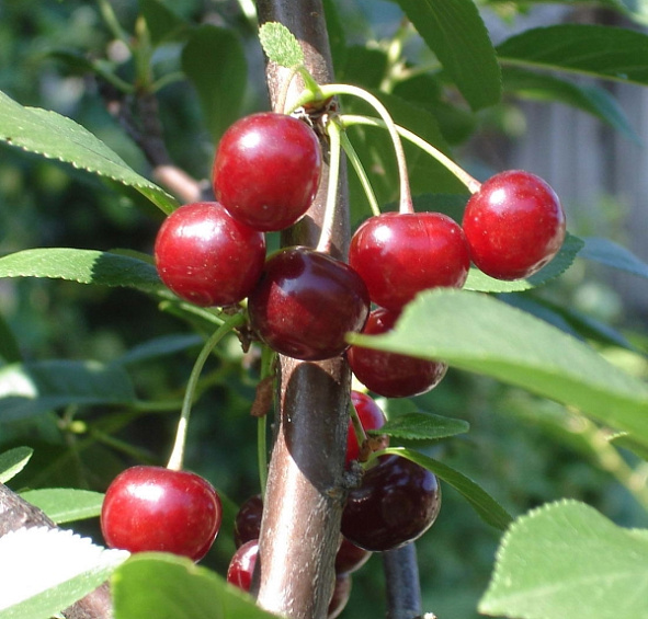 Вишня Малышка